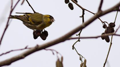 Eurasian Siskin