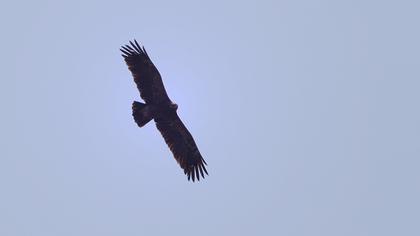 Küçük orman kartalı