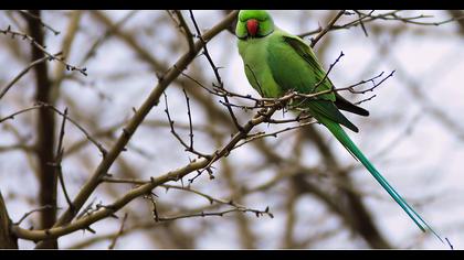 Rose-ringed Parakeet