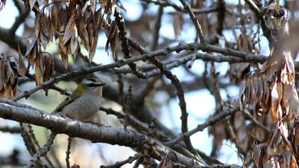 Sürmeli çalıkuşu