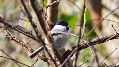 Kayın baştankarası