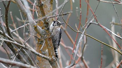 Küçük ağaçkakan