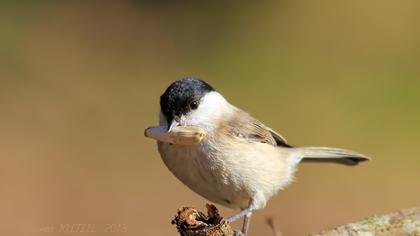 Kayın baştankarası