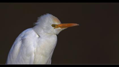 Sığır balıkçılı