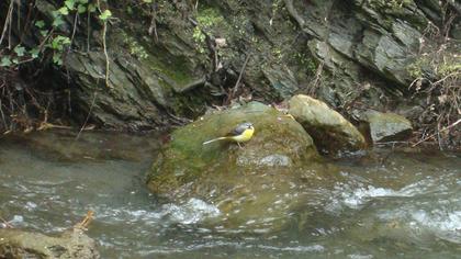 Dağ kuyruksallayanı
