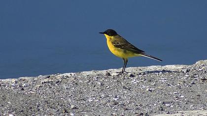 Sarı kuyruksallayan