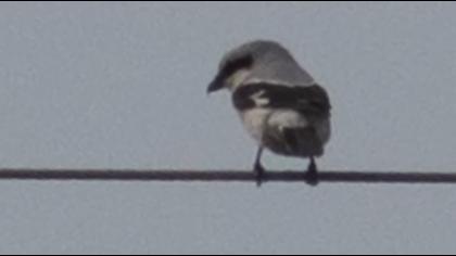 Büyük örümcekkuşu