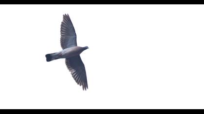 Common Wood Pigeon