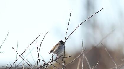 Bataklık Kirazkuşu