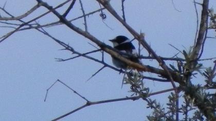 Collared Flycatcher