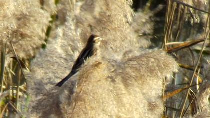 Bataklık Kirazkuşu