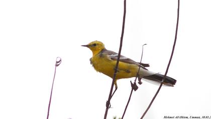 Sarıbaşlı kuyruksallayan