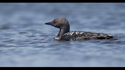 Karagerdanlı dalgıç
