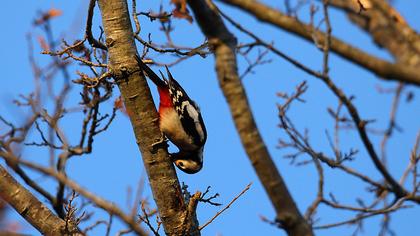 Orman alaca ağaçkakanı