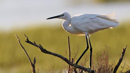 Küçük ak balıkçıl