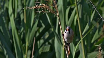 Bıyıklı baştankara