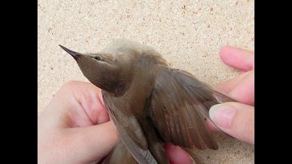 Bataklık kamışçını