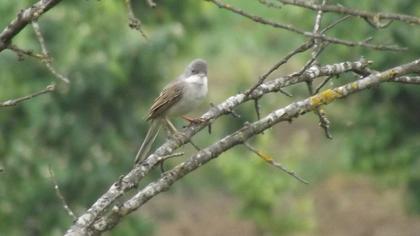 Akgerdanlı ötleğen