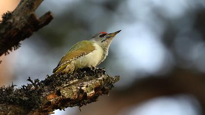Küçük yeşil ağaçkakan