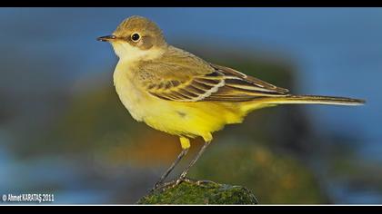 Sarı kuyruksallayan