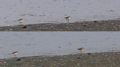 Kentish Plover