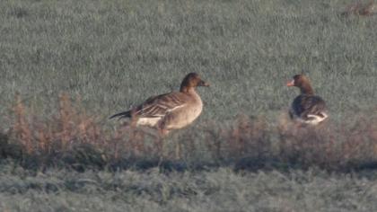 Taiga/Tundra Bean Goose