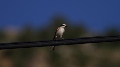 Maskeli örümcekkuşu