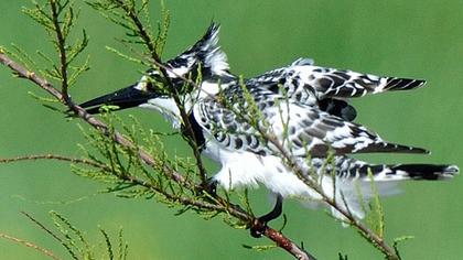 Alaca yalıçapkını