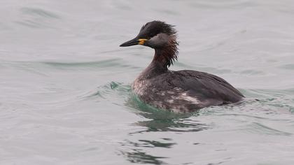 Kızılboyunlu batağan