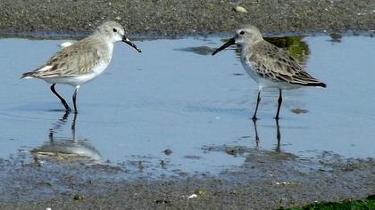 Karakarınlı kumkuşu