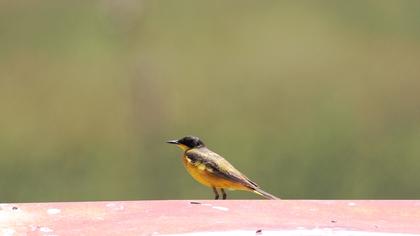 Sarı kuyruksallayan