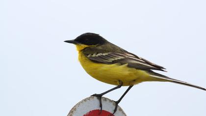 Sarı kuyruksallayan