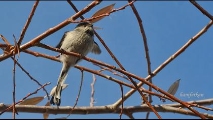 Uzunkuyruklu baştankara