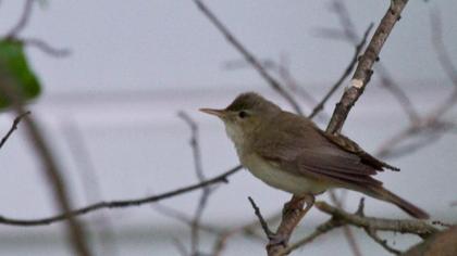 Eastern Olivaceous Warbler