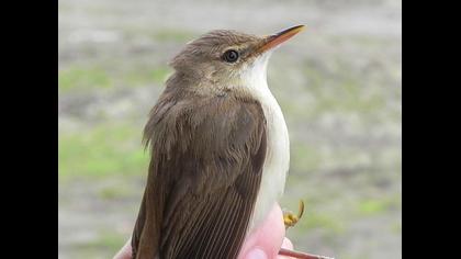 Eurasian Reed Warbler