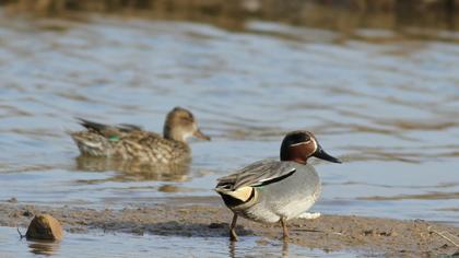 Eurasian Teal