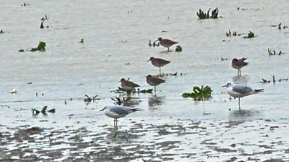 Common Redshank