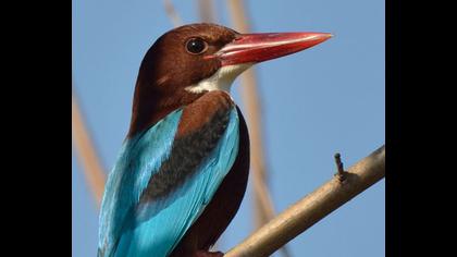 İzmir yalıçapkını