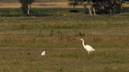 Büyük ak balıkçıl