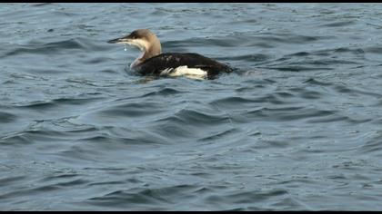 Karagerdanlı dalgıç