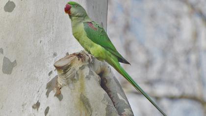 İskender papağanı