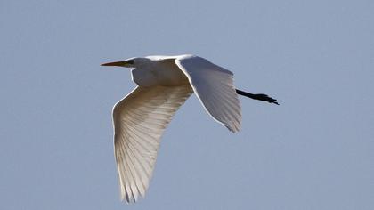 Büyük ak balıkçıl