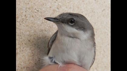 Küçük akgerdanlı ötleğen