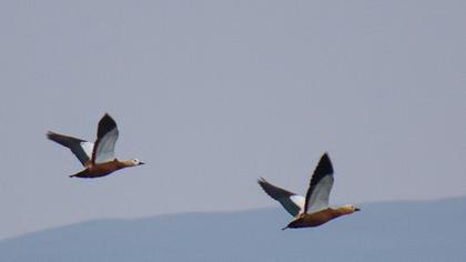 Ruddy Shelduck
