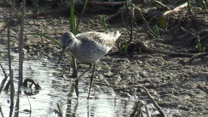 Bataklık düdükçünü
