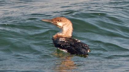 Karagerdanlı dalgıç