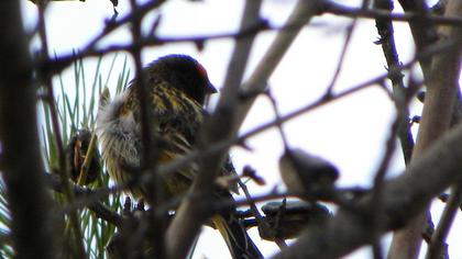 Red-fronted Serin