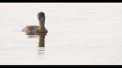 Little Grebe