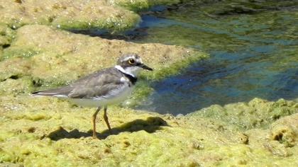 Halkalı küçük cılıbıt