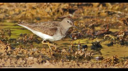 Sarıbacaklı kumkuşu